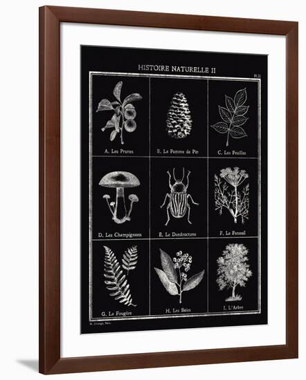 Histoire Naturelle II-Maria Mendez-Framed Giclee Print