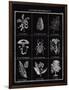 Histoire Naturelle II-Maria Mendez-Framed Giclee Print