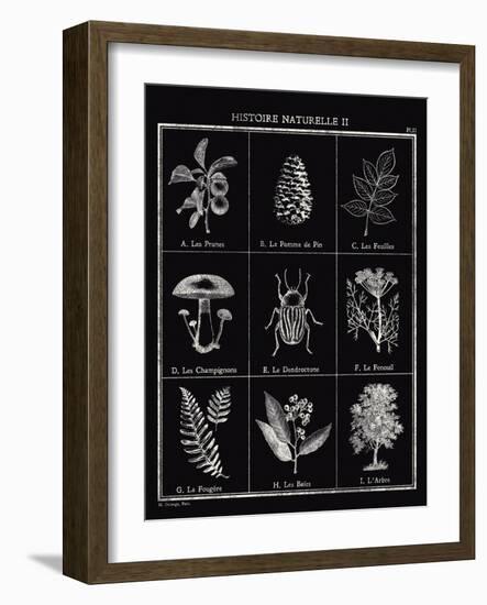 Histoire Naturelle II-Maria Mendez-Framed Giclee Print