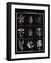 Histoire Naturelle II-Maria Mendez-Framed Giclee Print