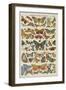 Histoire naturelle : papillons-null-Framed Giclee Print