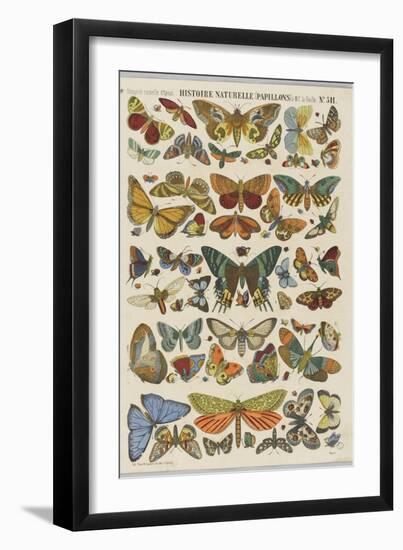 Histoire naturelle : papillons-null-Framed Giclee Print