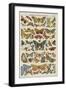 Histoire naturelle : papillons-null-Framed Giclee Print