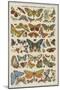 Histoire naturelle : papillons-null-Mounted Giclee Print