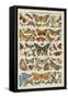 Histoire naturelle : papillons-null-Framed Stretched Canvas