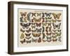 Histoire naturelle : papillons-null-Framed Giclee Print