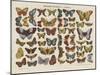 Histoire naturelle : papillons-null-Mounted Giclee Print