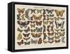 Histoire naturelle : papillons-null-Framed Stretched Canvas