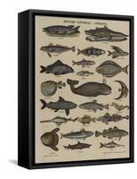 Histoire naturelle : poissons-null-Framed Stretched Canvas