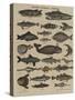 Histoire naturelle : poissons-null-Stretched Canvas