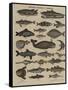 Histoire naturelle : poissons-null-Framed Stretched Canvas