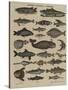 Histoire naturelle : poissons-null-Stretched Canvas