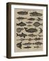 Histoire naturelle : poissons-null-Framed Giclee Print