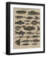 Histoire naturelle : poissons-null-Framed Giclee Print