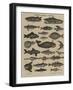 Histoire naturelle : poissons-null-Framed Giclee Print