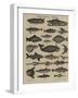 Histoire naturelle : poissons-null-Framed Giclee Print