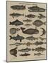 Histoire naturelle : poissons-null-Mounted Giclee Print