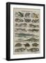 Histoire naturelle (reptiles)-null-Framed Giclee Print