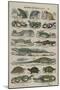 Histoire naturelle (reptiles)-null-Mounted Giclee Print