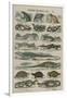 Histoire naturelle (reptiles)-null-Framed Giclee Print