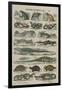 Histoire naturelle (reptiles)-null-Framed Giclee Print