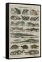 Histoire naturelle (reptiles)-null-Framed Stretched Canvas