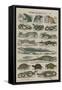 Histoire naturelle (reptiles)-null-Framed Stretched Canvas