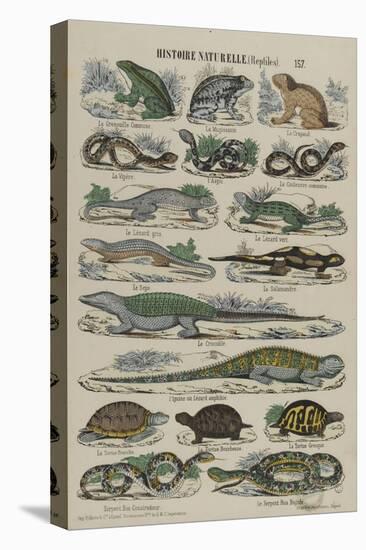 Histoire naturelle (reptiles)-null-Stretched Canvas