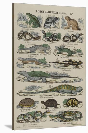Histoire naturelle (reptiles)-null-Stretched Canvas