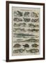 Histoire naturelle (reptiles)-null-Framed Giclee Print