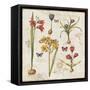 Histoire Naturelle VI-Pela Design-Framed Stretched Canvas