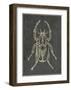 Historia Insectorum Generalis I-The Vintage Collection-Framed Giclee Print