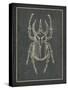 Historia Insectorum Generalis II-The Vintage Collection-Stretched Canvas