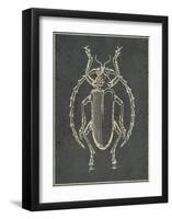 Historia Insectorum Generalis V-The Vintage Collection-Framed Giclee Print