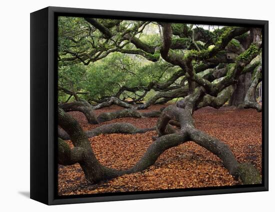 Historic Angel Oak Tree, Charleston, South Carolina, Usa-Joanne Wells-Framed Stretched Canvas