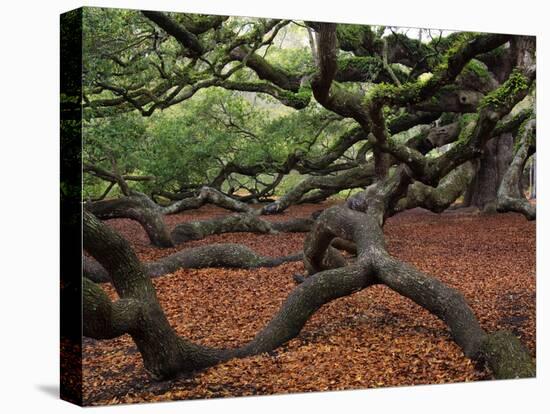 Historic Angel Oak Tree, Charleston, South Carolina, Usa-Joanne Wells-Stretched Canvas