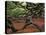 Historic Angel Oak Tree, Charleston, South Carolina, Usa-Joanne Wells-Stretched Canvas