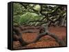 Historic Angel Oak Tree, Charleston, South Carolina, Usa-Joanne Wells-Framed Stretched Canvas