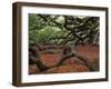 Historic Angel Oak Tree, Charleston, South Carolina, Usa-Joanne Wells-Framed Premium Photographic Print