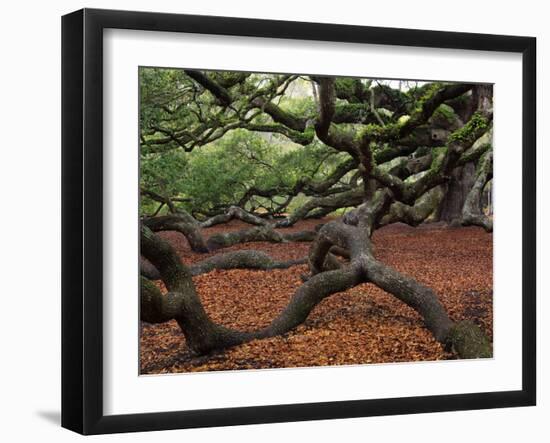 Historic Angel Oak Tree, Charleston, South Carolina, Usa-Joanne Wells-Framed Premium Photographic Print