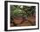 Historic Angel Oak Tree, Charleston, South Carolina, Usa-Joanne Wells-Framed Premium Photographic Print