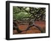 Historic Angel Oak Tree, Charleston, South Carolina, Usa-Joanne Wells-Framed Premium Photographic Print