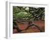 Historic Angel Oak Tree, Charleston, South Carolina, Usa-Joanne Wells-Framed Premium Photographic Print