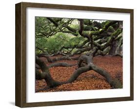 Historic Angel Oak Tree, Charleston, South Carolina, Usa-Joanne Wells-Framed Photographic Print