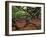 Historic Angel Oak Tree, Charleston, South Carolina, Usa-Joanne Wells-Framed Photographic Print