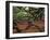 Historic Angel Oak Tree, Charleston, South Carolina, Usa-Joanne Wells-Framed Photographic Print