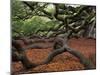 Historic Angel Oak Tree, Charleston, South Carolina, Usa-Joanne Wells-Mounted Photographic Print