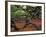 Historic Angel Oak Tree, Charleston, South Carolina, Usa-Joanne Wells-Framed Photographic Print