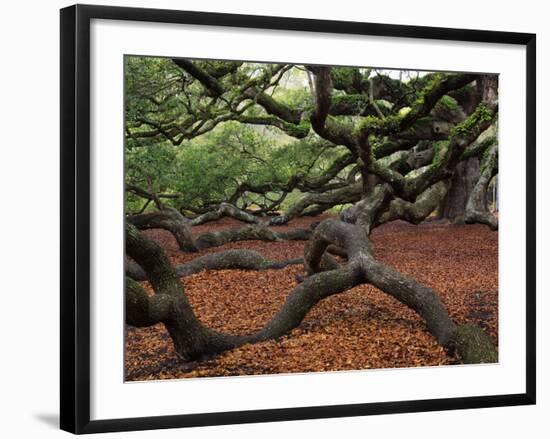 Historic Angel Oak Tree, Charleston, South Carolina, Usa-Joanne Wells-Framed Photographic Print