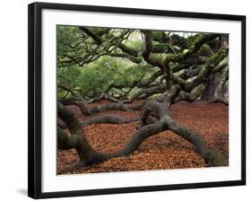 Historic Angel Oak Tree, Charleston, South Carolina, Usa-Joanne Wells-Framed Photographic Print